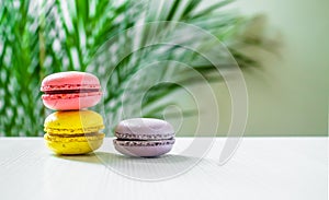 Three macaroons cookies on a light background with a palm tree at the back. Copy space. photo