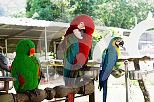 Three Macaw parrots sitting