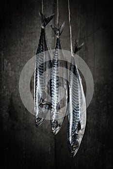 Three mackerel hanging on a rope, ready for cooking in a smokehouse.