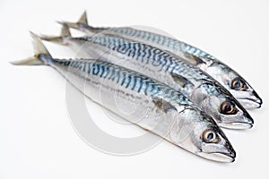 Three mackerel Scomber scombrus isolated on a white background