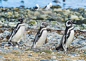 Three Magellanic penguins on Magdalena island in Chile