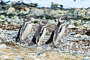 Three Magellanic penguins on Magdalena island in Chile