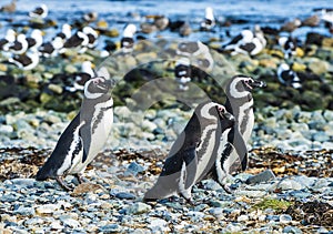 Three Magellanic penguins on Magdalena island in Chile photo