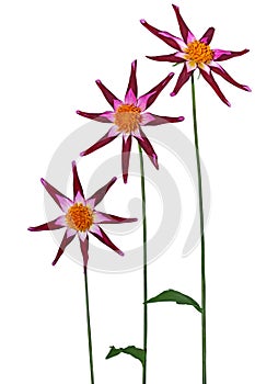 Three Magenta Dahlia