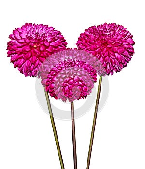 Three Magenta Dahlia Flowers