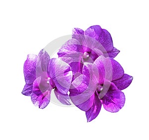 Three magenta orchid flowers isolated