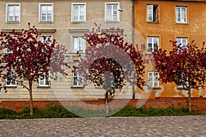 Three mahogany trees in front of a three-story building.