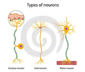 Three main types of neurons: sensory, interneuron and motor