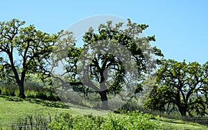 Three Majestic California Oaks