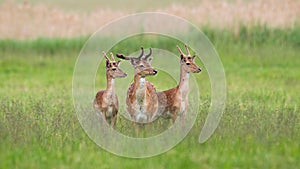 Three majestic fallow deer stags standing on meadow in summer.