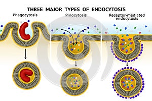 Three major types of endocytosis photo