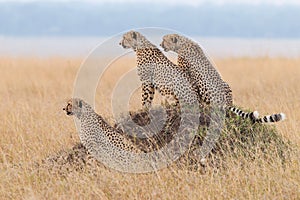 Three male Cheetahs sitting on a termite mound watching savannah Masai Mara Kenya