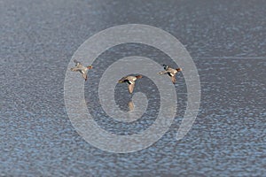 three male common teals (Anas crecca) flying over water surface