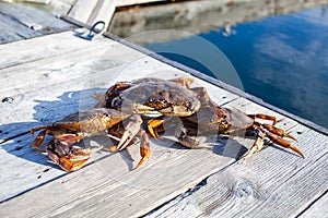 Three male Dungeness crabs sitting on a dock photo