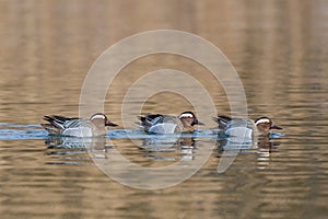 Three male garganey ducks anas querquedula swimming in row