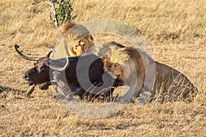 Three male lion bite Cape buffalo hindquarters