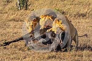 Three male lion eat Cape buffalo carcase