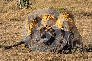 Three male lion eating Cape buffalo carcase