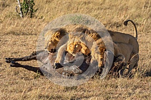 Three male lion lie on buffalo carcase