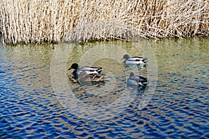 Three male mallard ducks courting a female. Tres machos y una hembra