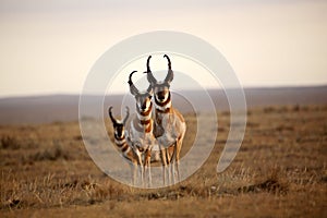 Three male Pronghorn Antelopes