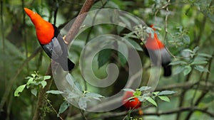 Three males of Andean Cock-of-the-rock Rupicola peruvianus dyplaing on branch and waiting for females