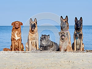 Three Malinois Belgian, Little Pyrenean Shepherd Dog, Cane Corso and New Scotch Retriever