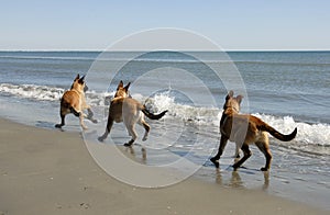 Three malinois and the sea