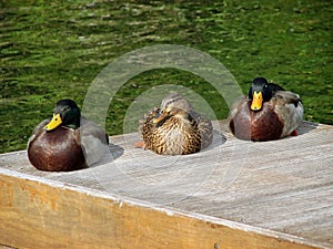 Three Mallard (Anas platyrhynchos) Sitting Ducks