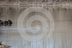 Three Mallard Ducks