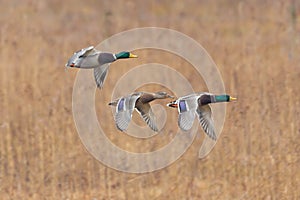 Three mallard ducks anas platyrhynchos in flight with reed