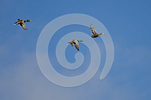 Three Mallard Ducks Flying in a Blue Sky