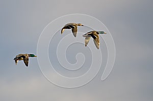 Three Mallard Ducks Flying in a Blue Sky