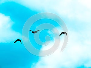 Ducks Flying Through The Bright Aqua Blue Sky