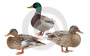 Standing three ducks isolated on white