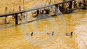 Three Mallard Ducks Swimming Together by a Flooding Roanoke River