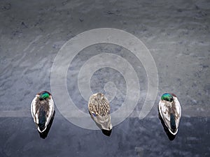 Three mallard ducks, two male and one female. One of the males is watching the others sleep. Jealousy maybe. Keeping an