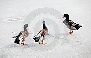 Three mallard ducks wandering on the February ice..