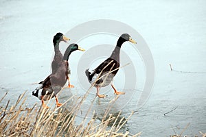 Three mallard ducks wandering on the February ice.