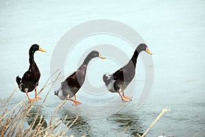 Three mallard ducks wandering on the February ice..