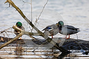 Three Mallards Resting on Driftwood