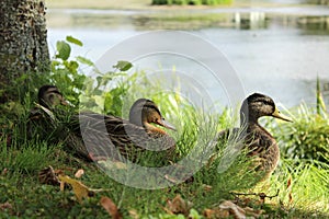 Three mallards are sitting by the pond