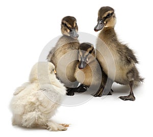 Three Mallards or wild ducks, Anas