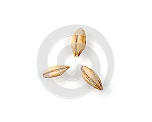 Three Malted Barley Kernels on a White Background
