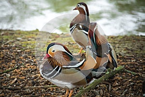 Three Mandarin Duck