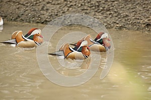 Three Mandarin Ducks, males are swimming in water.