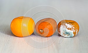 Three mandarins in the drying out stage. A fresh orange, an orange that begins to deteriorate, and spoiled rotten with mold