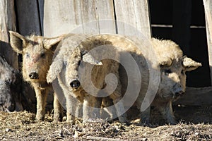 Three Mangalica a Hungarian breed of domestic pig