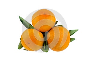 Three mandarins on one branch with green leaves on a white background isolated closeup