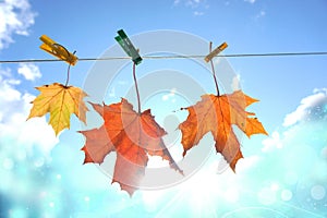Three maple leaves on a rope on clothespins. Autumn composition on a sky background. Soft blur effect.